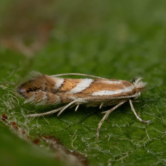 Phyllonorycter blancardella (Fabricius, 1781) Apfelblatt-Faltenminiermotte