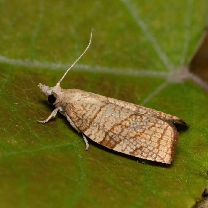 Pandemis corylana (Fabricius, 1794) Gewürfelter Obstbaumwickler