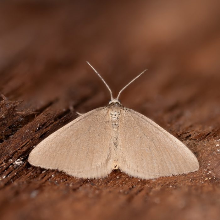 Minoa murinata (Scopoli, 1763) Mausspanner