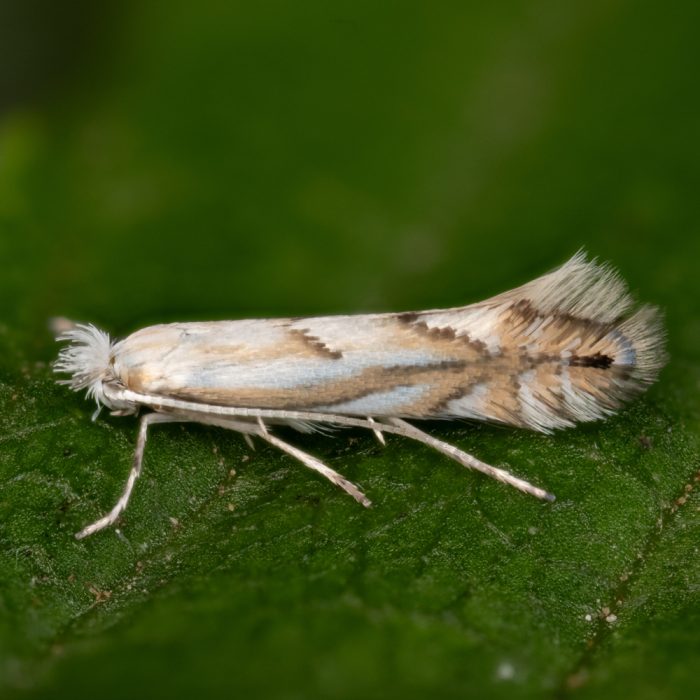Phyllonorycter tenerella (De Joannis, 1915) Unterseitige Hainbuchen-Faltenminiermotte