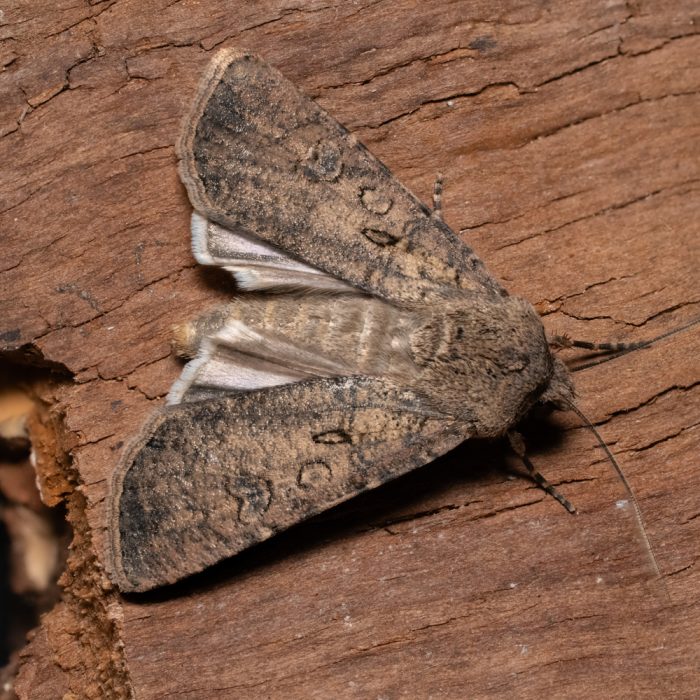 Agrotis segetum (Denis & Schiffermüller, 1775) Saateule