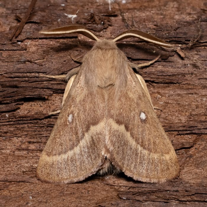 Lasiocampa trifolii (Denis & Schiffermüller, 1775) Kleespinner