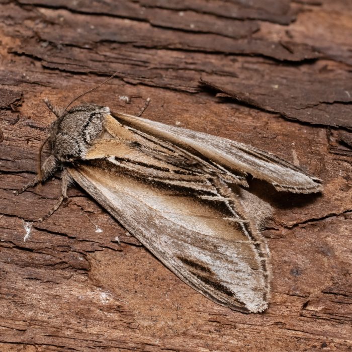 Pheosia tremula (Clerck, 1759) Pappel-Zahnspinne