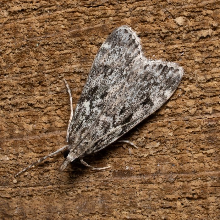 Eudonia truncicolella (Stainton, 1849) Spätsommer-Mooszünsler