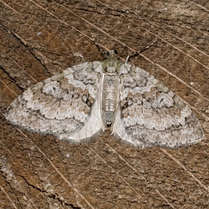 Nothocasis sertata (Hübner, 1817) Ahorn-Lappenspanner