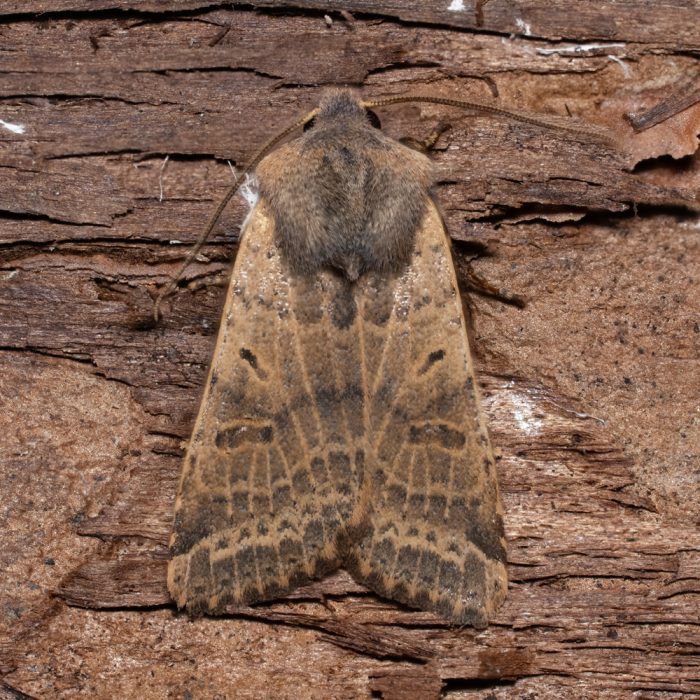 Agrochola lychnidis (Denis & Schiffermüller, 1775) Veränderliche Herbsteule