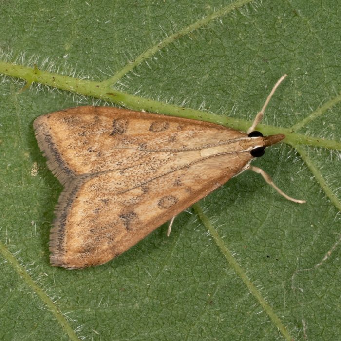 Udea ferrugalis (Hübner, 1796) Wander-Fettzünsler